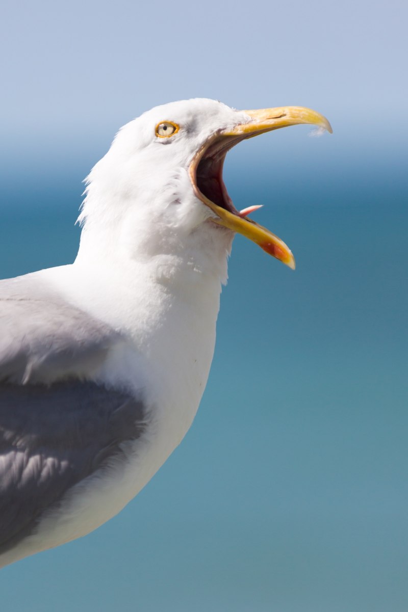 Чайка Seagull