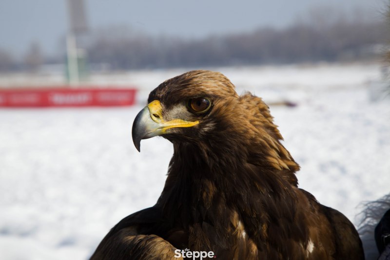 Алтайские Беркуты