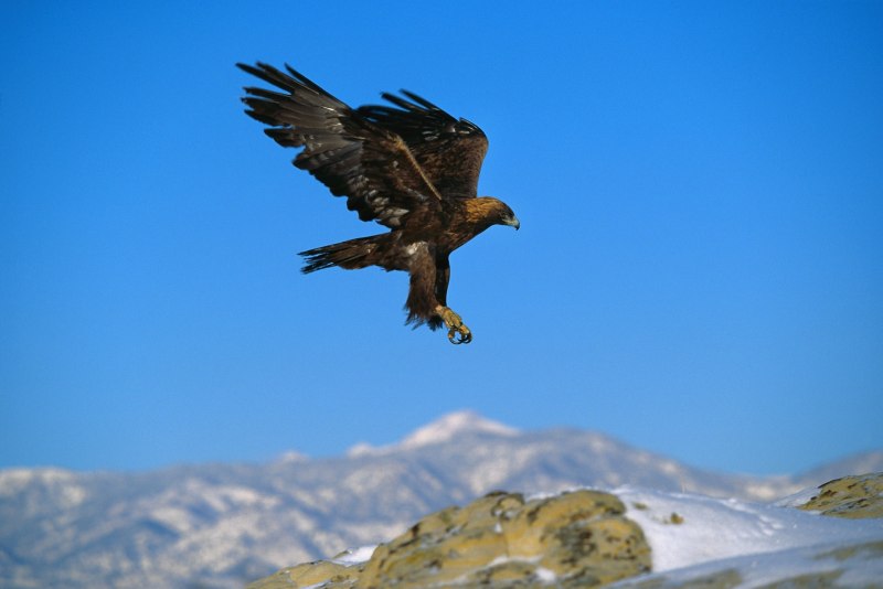 Big Pinsker's Hawk Eagle