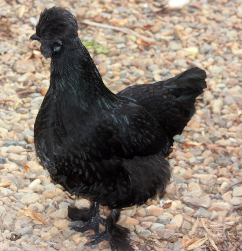 Черная курица порода (36 фото)