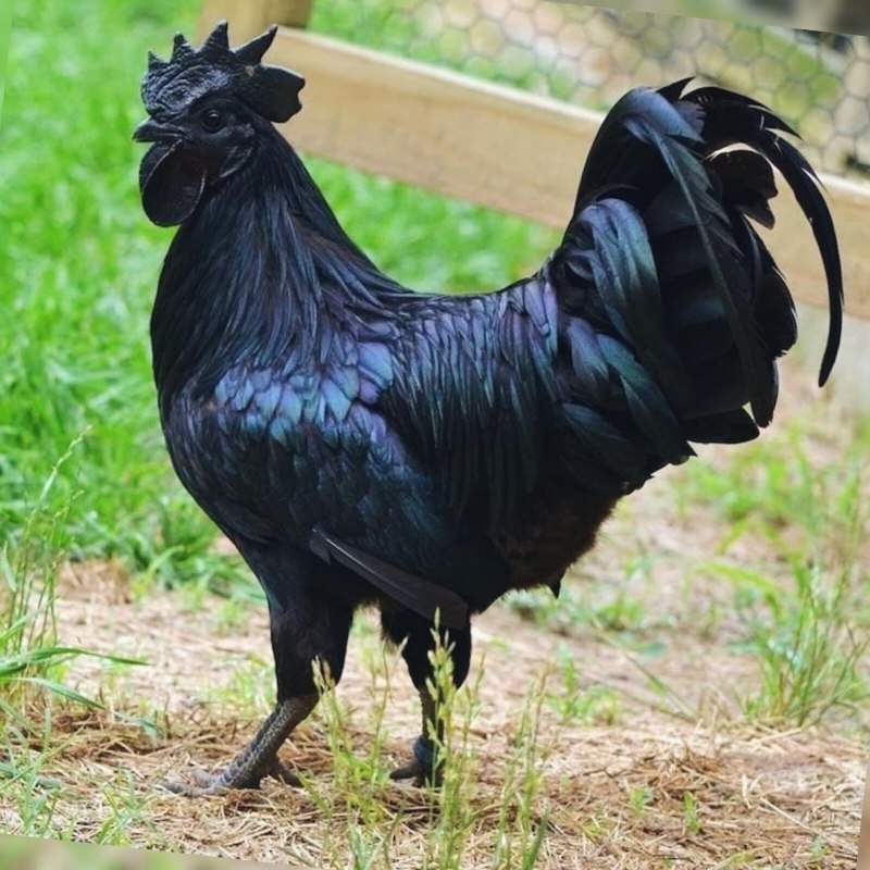 Курицы породы Ухейилюй