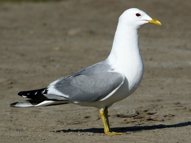 Larus canus