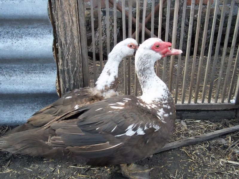 Cairina moschata (мускусная утка