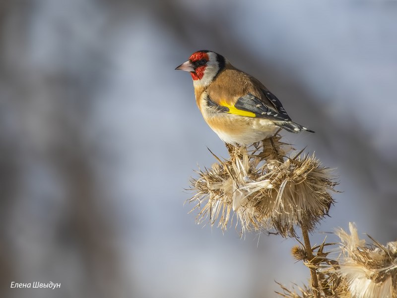 Седоголовый щегол Carduelis caniceps subulata