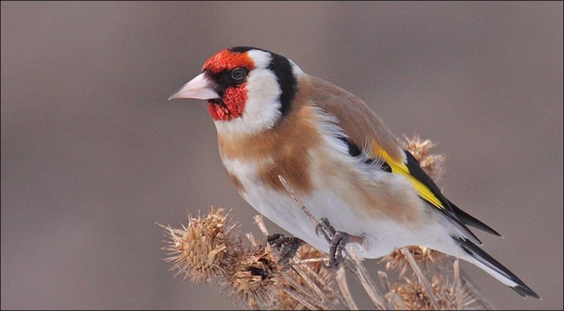 Щегол (Carduelis Carduelis)