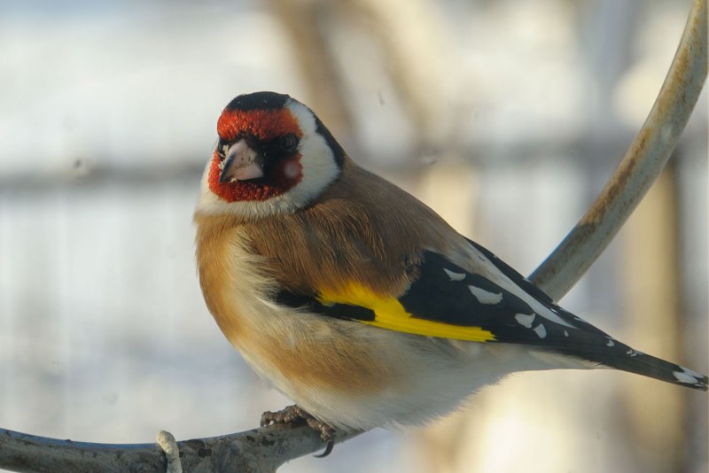Седоголовый щегол (Carduelis caniceps)