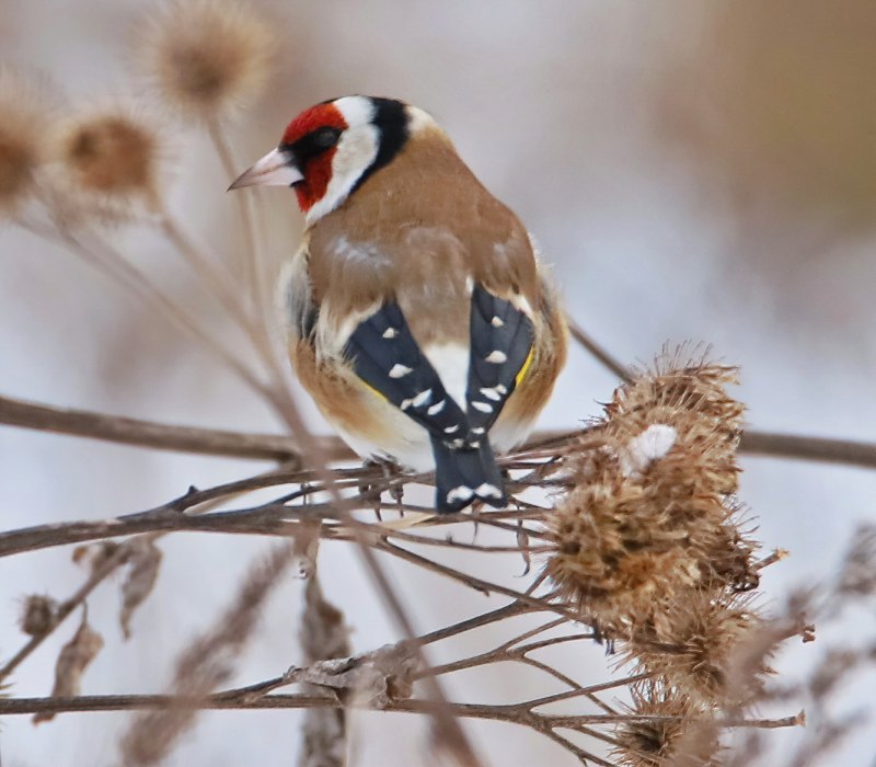 Spinus tristis