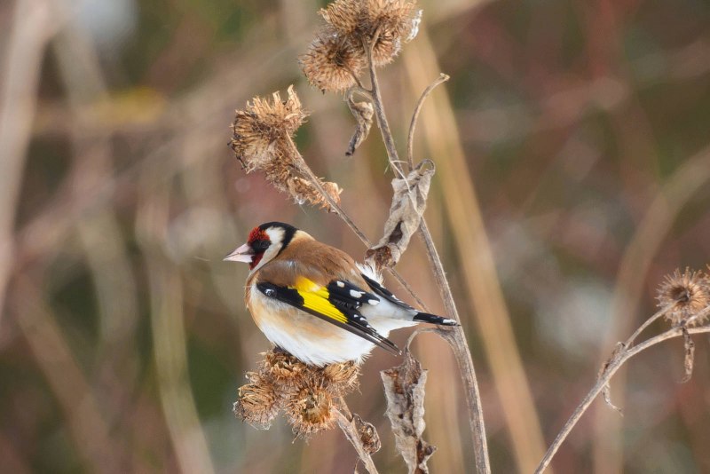 Щегол (Carduelis Carduelis)