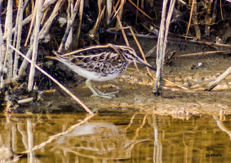 Gallinago Nobilis