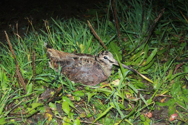 Limosa lapponica