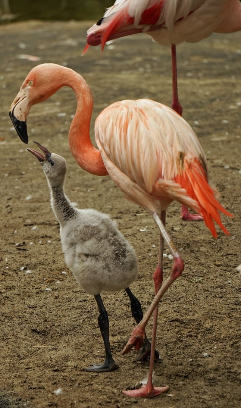 Phoenicopterus Chilensis