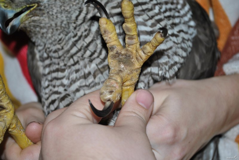 Красный Коршун Milvus Milvus