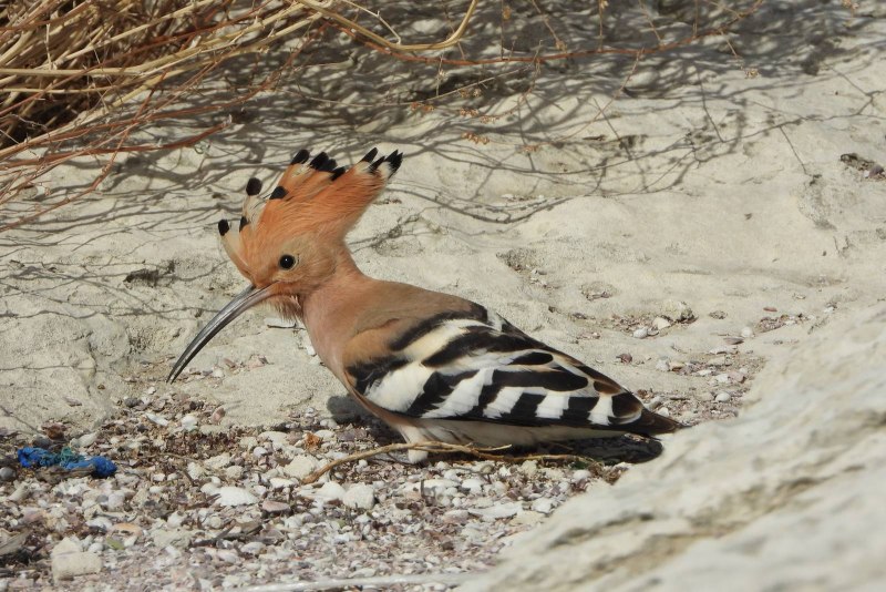 Удод - Upupa Epops (Linnaeus, 1758)