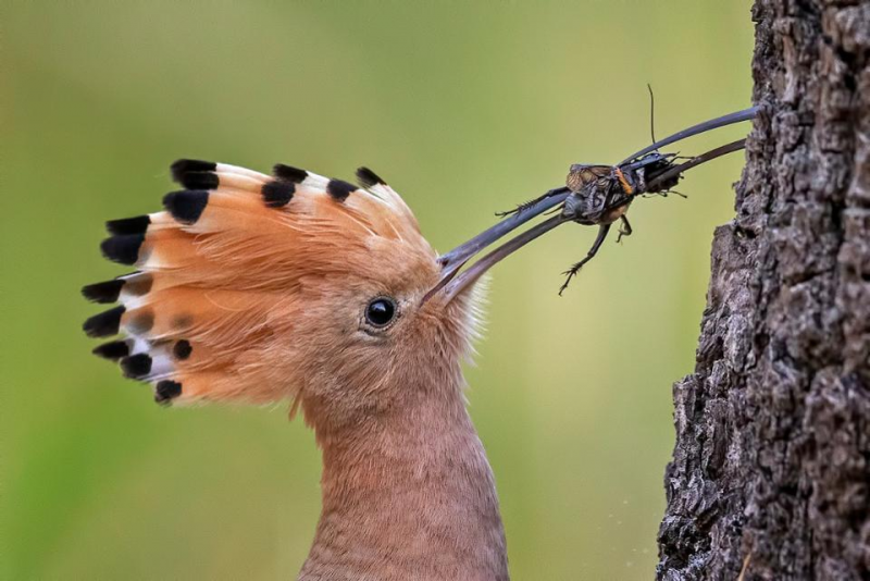 Angry Birds Удод