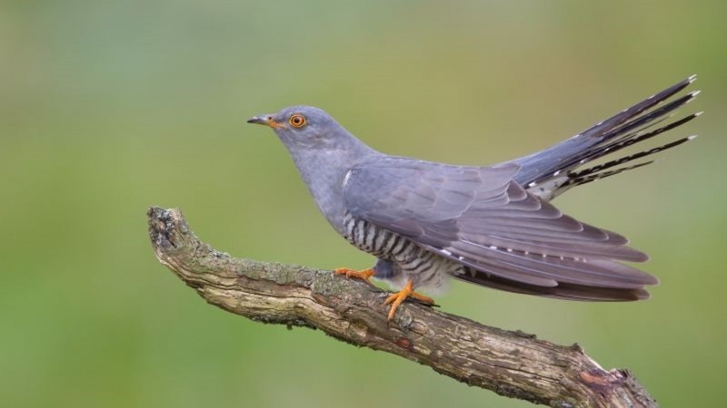 Птица Cuculus canorus