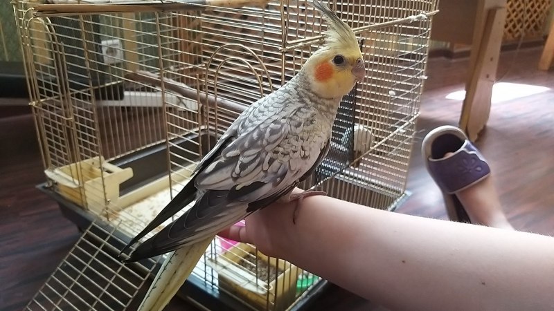 Самка корелла перловая фото