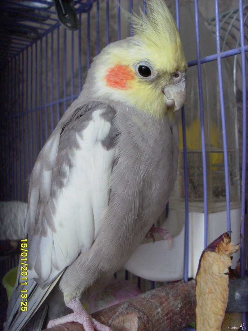 Корелла зеленый окрас