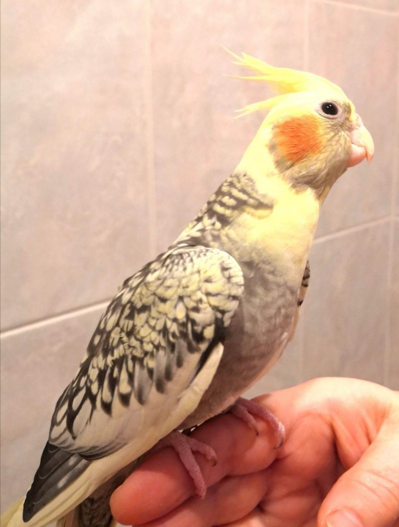 Корелла жемчужный лютино