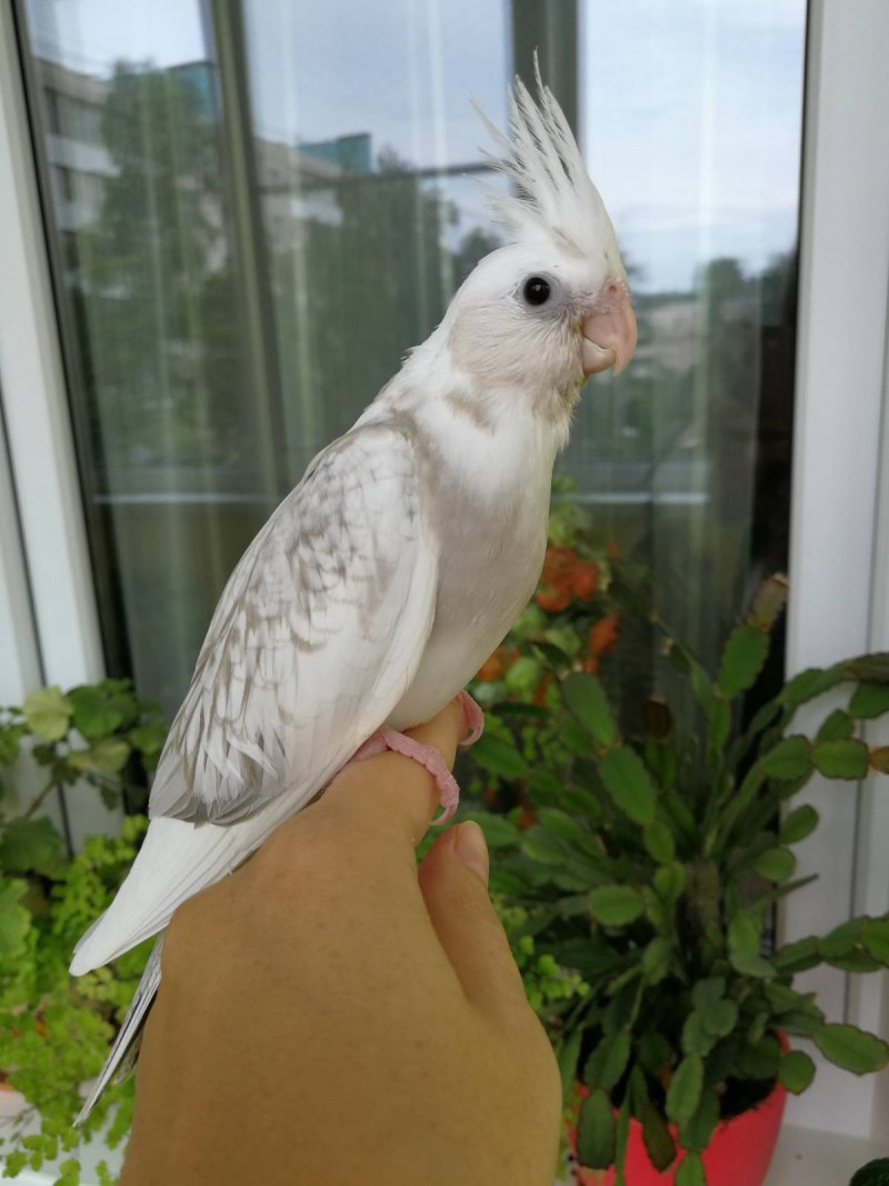 Корелла попугай перловый