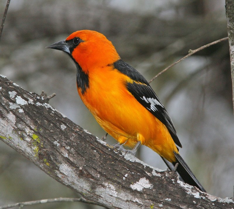 Fringillidae Richmondena