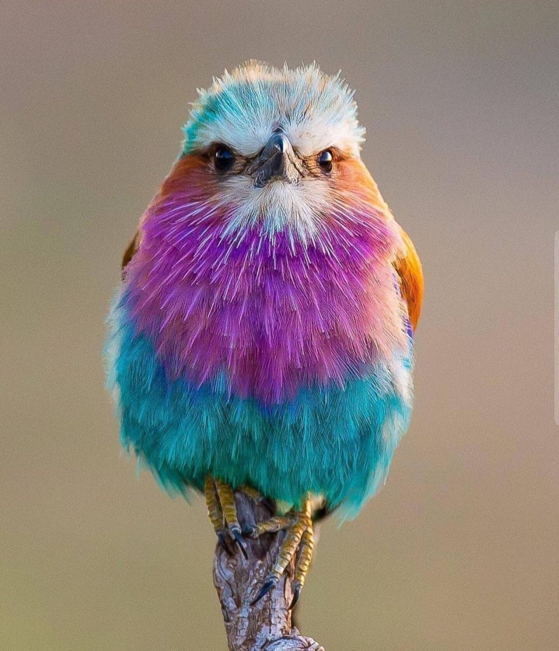 Woodpecker 2020