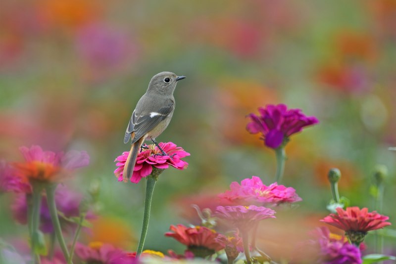 Природа цветы птицы