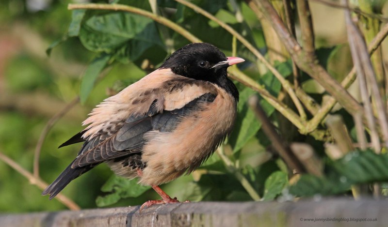 Sturnus roseus