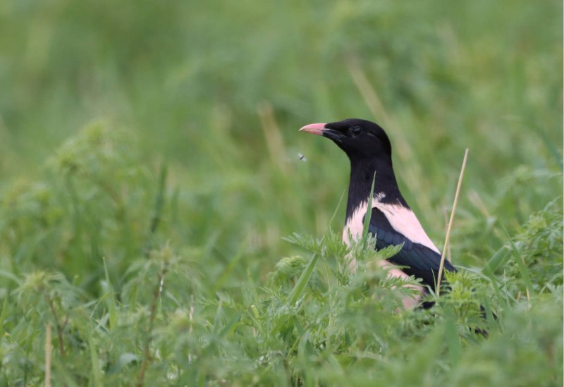 Розовый скворец (Sturnus roseus)