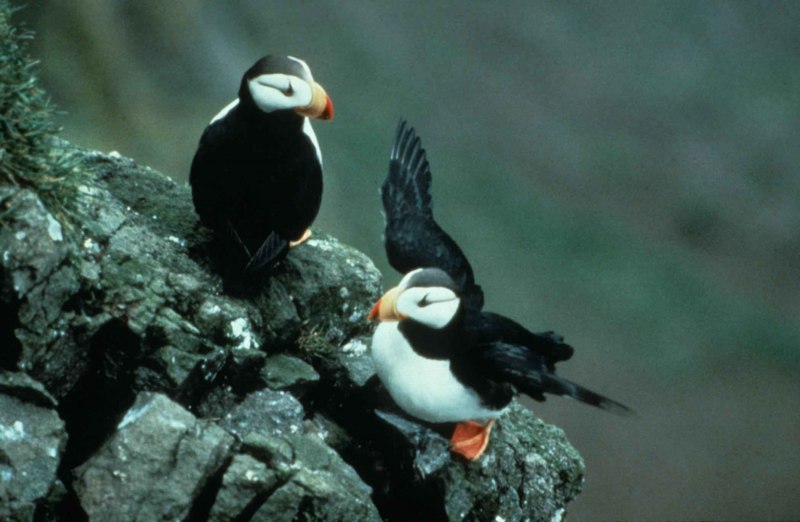 Атлантический тупик (Fratercula Arctica)