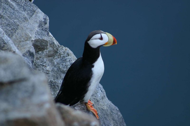 Iceland Puffin