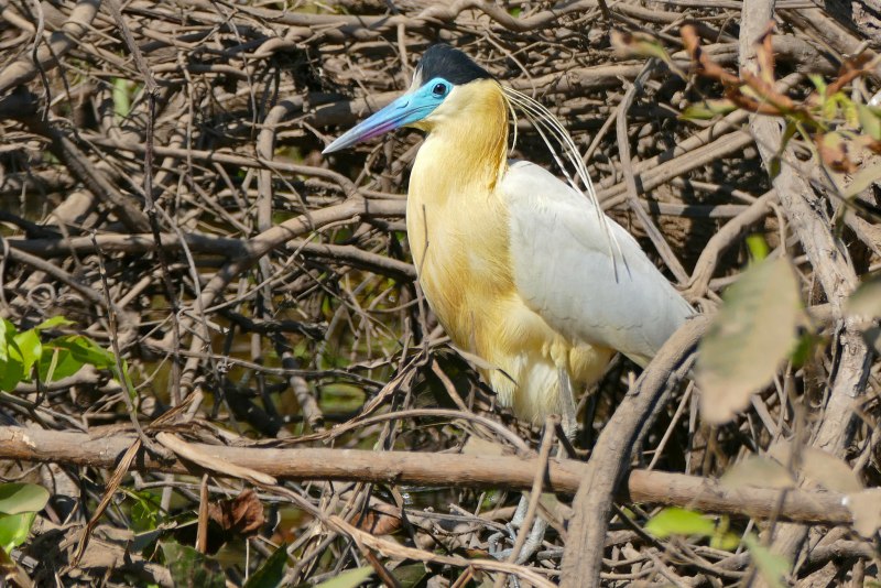 Pilherodius pileatus
