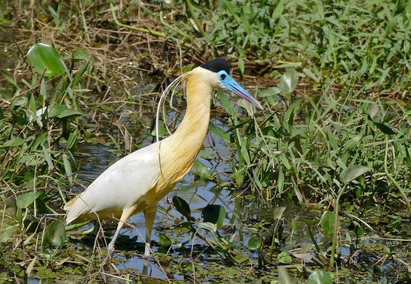 Pilherodius pileatus