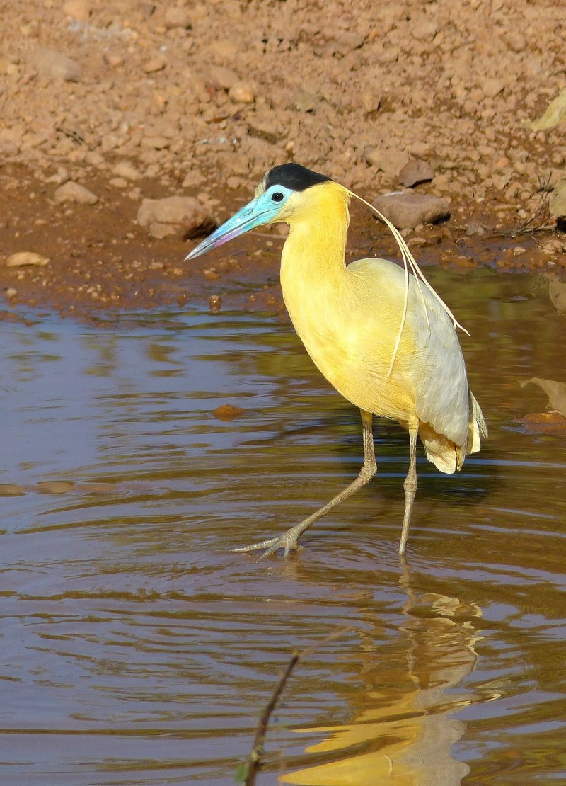 Pilherodius pileatus