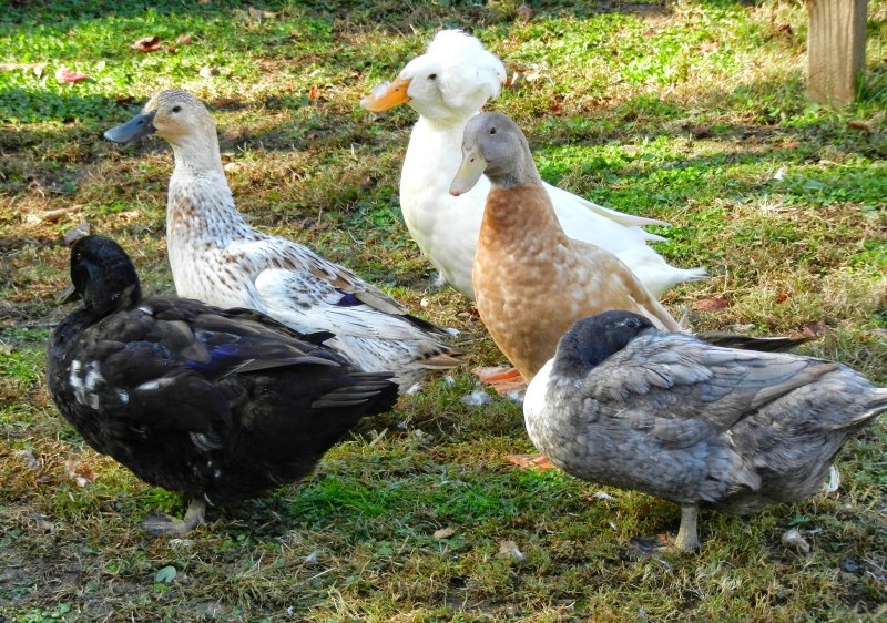 Call Duck