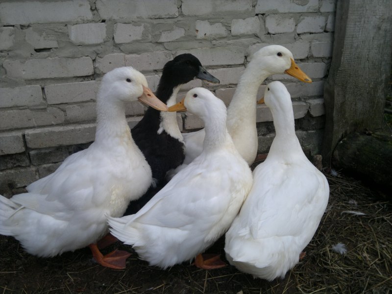 Утята Каюга