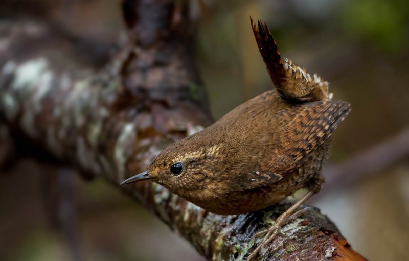 Крапивник обыкновенный (Troglodytes Troglodytes
