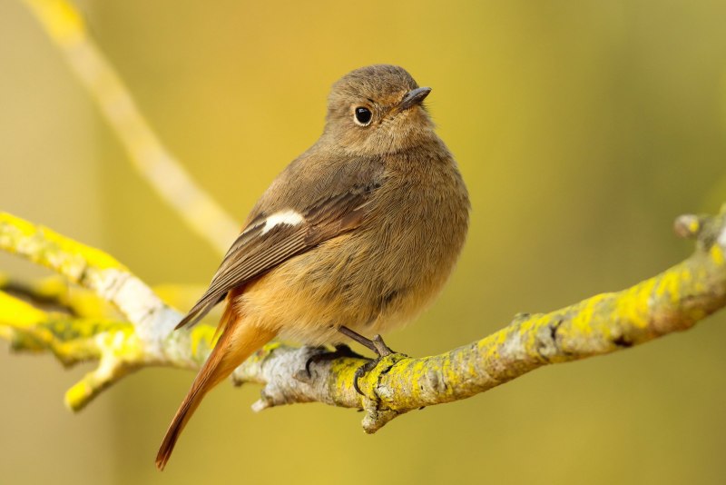 Turdus 44vd