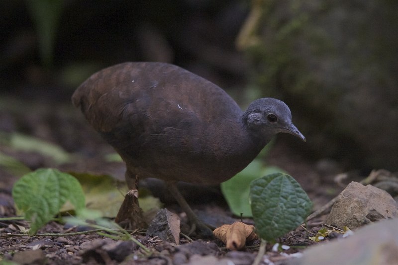 Малый скрытохвост (Crypturellus soui)