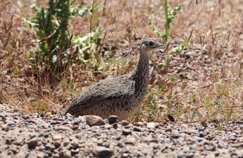 Nothura darwinii