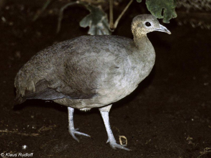 Crypturellus tataupa