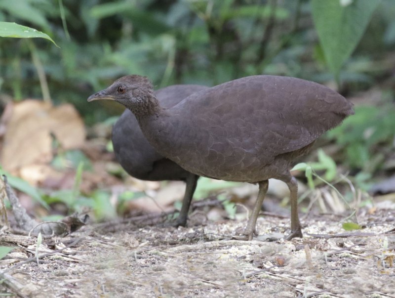 Crypturellus strigulosus