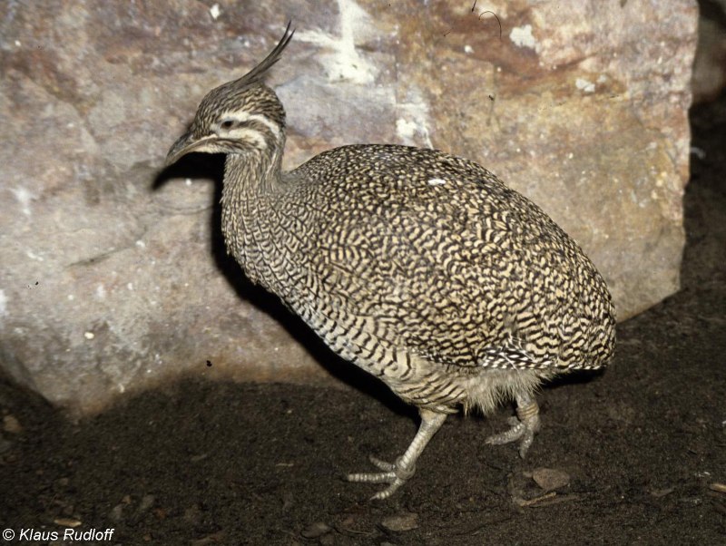 Eudromia elegans