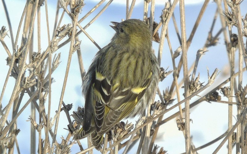 Vogel im Käfig (Bird in the Cage)