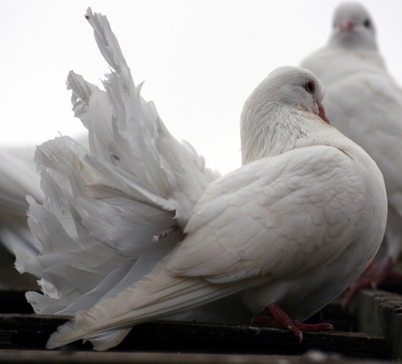 Flying Pigeon летающий голубь