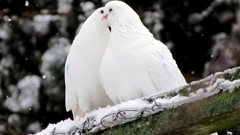 Белый голубь кладбище