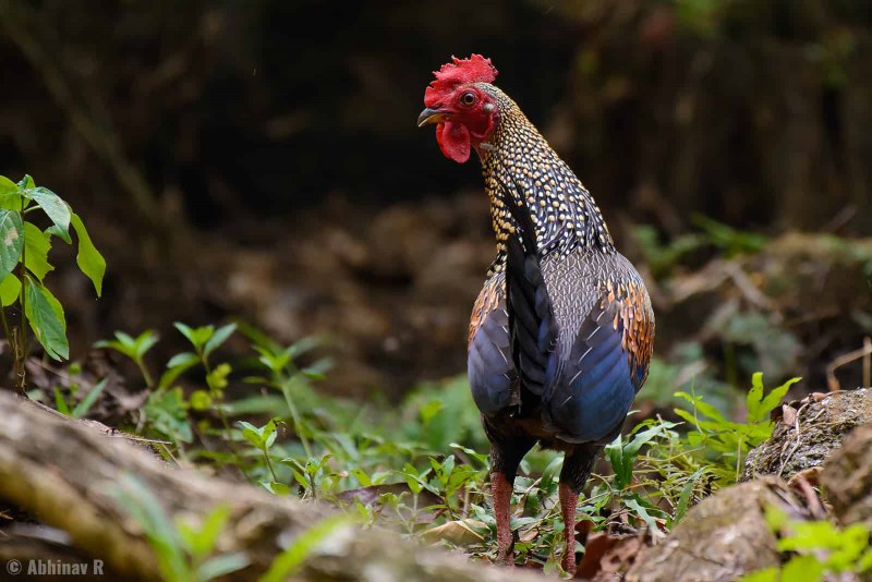 Банкивские куры (Gallus Gallus).