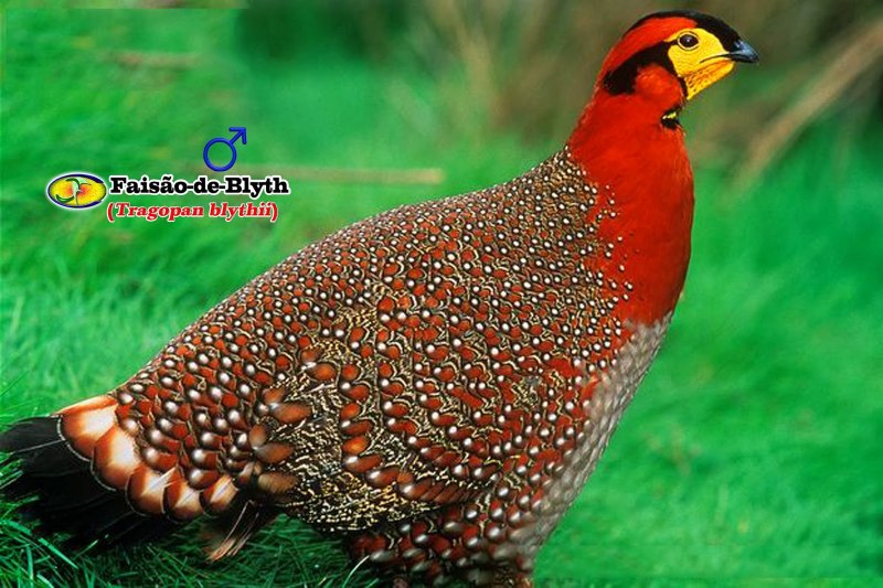 Серобрюхий трагопан / Tragopan blythii