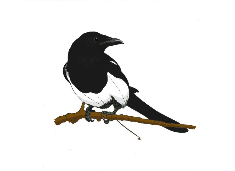 Magpie - сорока