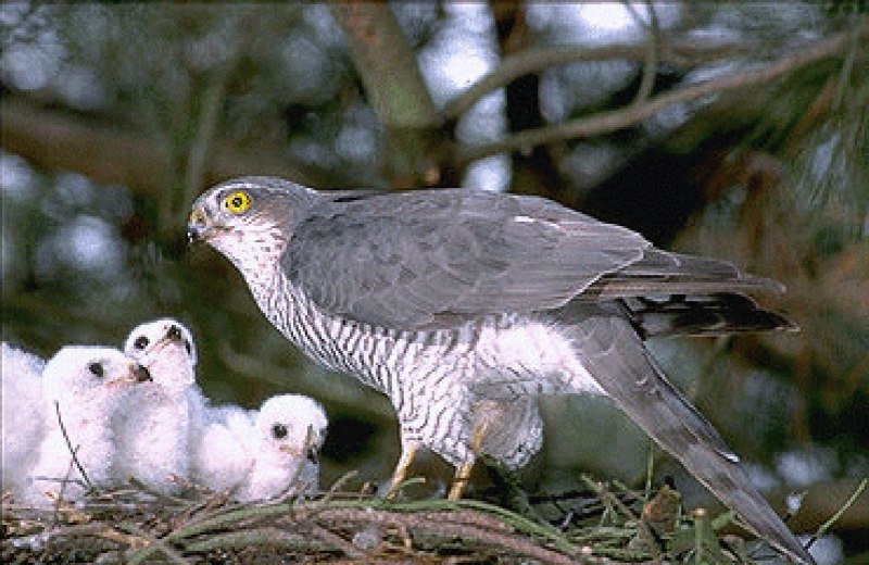 Ястреб-перепелятник (Accipiter nisus)