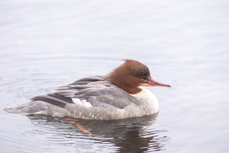 Большой крохаль Mergus Merganser